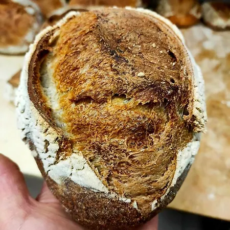 Paneolio